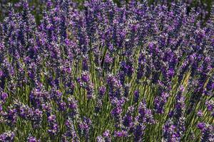 fragrante lavanda in crescita su il Turco campo nel il caldo estate luglio sole foto