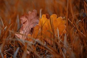 rosso autunno quercia le foglie dire bugie tra verde erba nel il parco nel avvicinamento foto