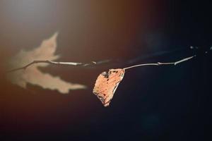 autunno d'oro le foglie su il albero illuminato di caldo morbido pomeriggio leggero foto