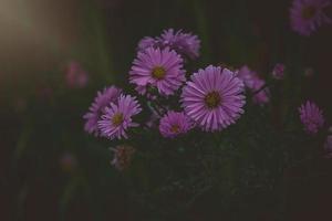 viola autunno fiori illuminato di il caldo settembre sole nel un' naturale giardino ambiente nel avvicinamento foto