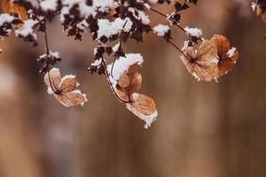 un' secco delicato fiore nel il giardino su un' freddo gelido giorno durante caduta bianca neve foto