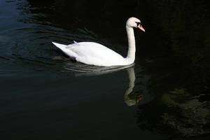 vista di un cigno reale foto