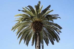 singolo palma albero e cielo nel sfondo foto