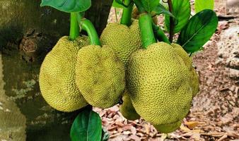 jackfruit albero, frutta albero foto