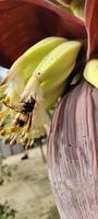 Banana albero con un' viola fiore quello dice Banana su esso. foto