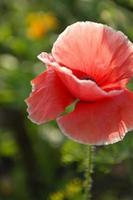 vicino su di Bellissima, rosso, fioritura papaveri nel un' naturale campo foto