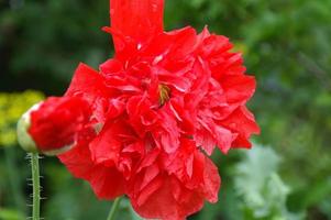 vicino su di Bellissima, rosso, fioritura papaveri nel un' naturale campo foto