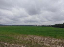 crescere verde piantine su il campo foto