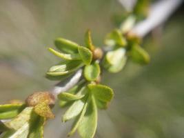 giovane fiori germoglio nel primavera foto