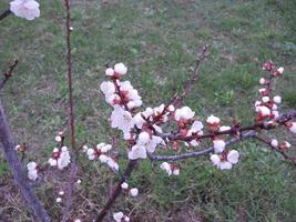 giovane fiori germoglio nel primavera foto