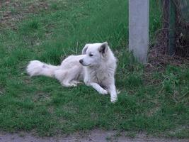 cortile cani correre nel il villaggio foto