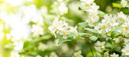 dolce bianca gelsomino fiori su ramo con sole bagliore nel primavera. striscione. copia spazio. morbido messa a fuoco foto