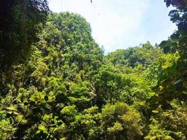 in profondità foresta pluviale pieno verde alberi a tropicale posto foto