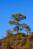 il corona di un' albero foto