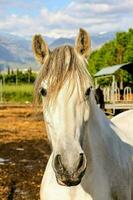 cavallo a il azienda agricola foto