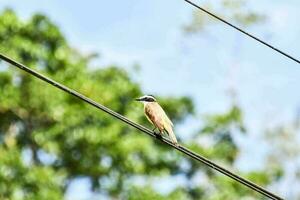 uccelli in natura foto