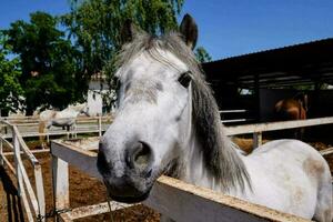 cavallo a il azienda agricola foto