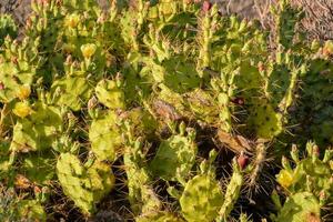 sfondo con cactus foto