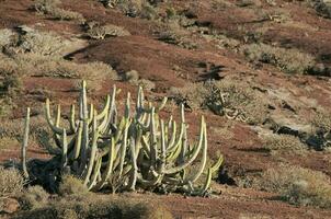 sfondo con cactus foto