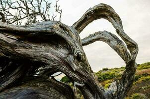 un vecchio albero foto