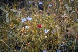 vicino su colorato fiori selvatici nel estate prato concetto foto. foto