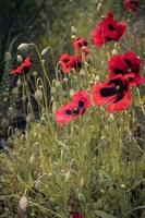 fioritura papavero fiore prati paesaggio concetto foto. foto