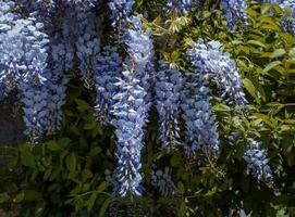 vicino su rosa primavera fiore glicine sotto luce del sole concetto foto. foto