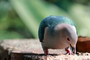 grande uccello ricerca Alimenti foto