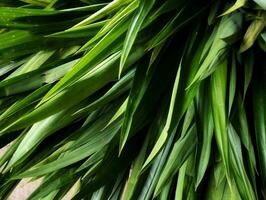 mucchio di pandan le foglie siamo verde e fresco foto