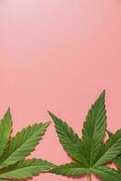 erba, cannabis, canapa, marijuana foglia su colorato sfondo. foto