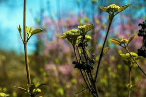 Viburnum lantana fiore mini cuffie nel presto primavera. ultimo anni frutta su il rami. vita conquista Morte. foto