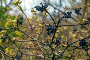 Viburnum lantana fiore mini cuffie nel presto primavera. ultimo anni frutta su il rami. vita conquista Morte. foto