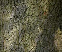 sfondo di imereziano quercia abbaio. dettaglio di il abbaiare di un inglese quercia - latino nome - quercus robur. foto