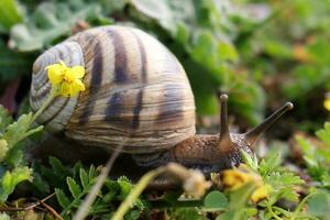 un' piccolo lumaca con suo conchiglia su un' estate giorno nel un' città parco. foto