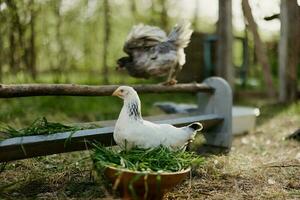 giovane polli e galli mangiare biologico alimentazione a partire dal alimentatori su un' verde azienda agricola nel natura senza sostanze chimiche o pesticidi per il Salute di il uccelli foto
