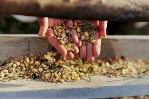 Da donna mani vicino su mettendo grano, avena, e altro di buon carattere biologico alimentazione in il uccello alimentatore foto