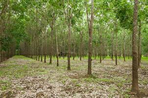 riga di parà gomma da cancellare piantagione nel Sud di thailandia, gomma alberi foto