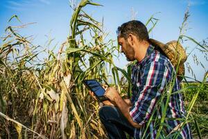 contadino a un' asciutto Mais campo colture foto