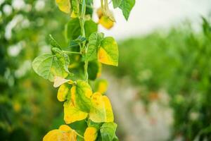 asciutto le foglie nel cetriolo biologico serra. giardino devastato di siccità. foto