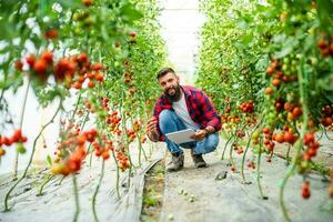 biologico serra attività commerciale. contadino è raccolta e l'esame fresco e maturo pomodori nel il suo serra. foto