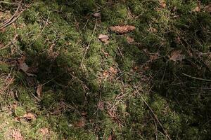 foresta sfondo. muschio, pino aghi, abete coni, abbaio. Marrone e palude colori foto