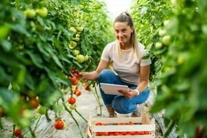 biologico serra attività commerciale. contadino è l'esame pomodori nel sua giardino. foto