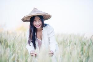 vietnamita femmina contadino Grano raccogliere foto