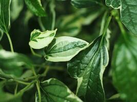 variegato impianti nel vaso da casa e decorare per bellissimo giardino foto