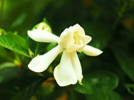 bianca freschezza fiore nel giardino fioritura e pulito odore foto