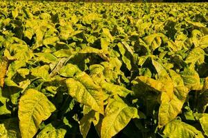 bellissimo tabacco campo foto