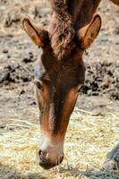 cavallo a il azienda agricola foto