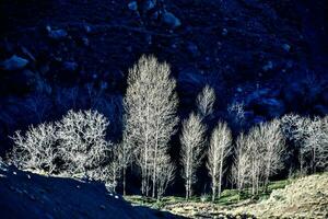 alberi nella foresta foto