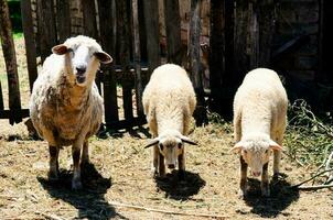 pecore su il azienda agricola foto