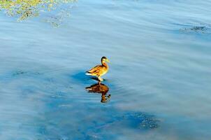 anatra riflessione nel acqua foto